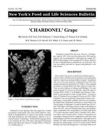 'CHARDONEL' Grape - Horticulture - Cornell University