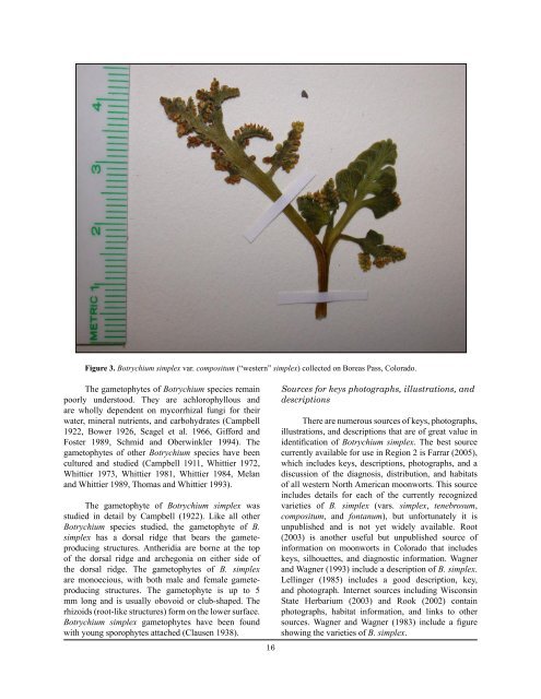 Botrychium simplex E. Hitchcock (little grapefern) - Colorado Natural ...