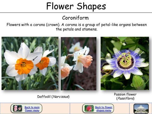 Flower Shapes