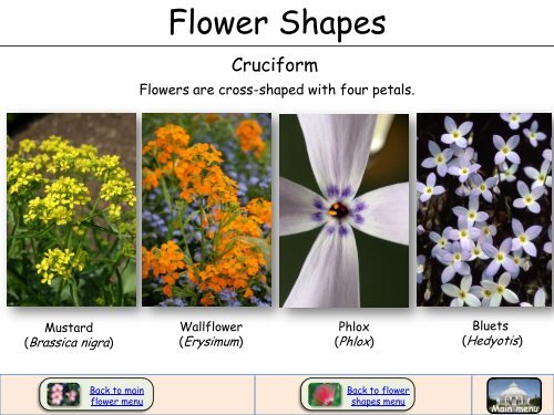 Flower Shapes