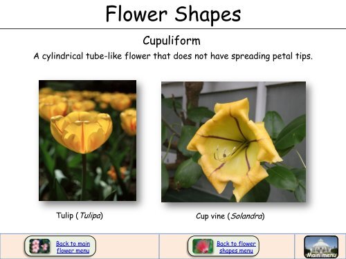 Flower Shapes