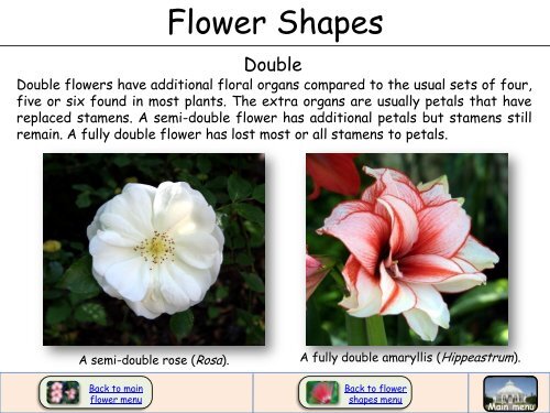 Flower Shapes