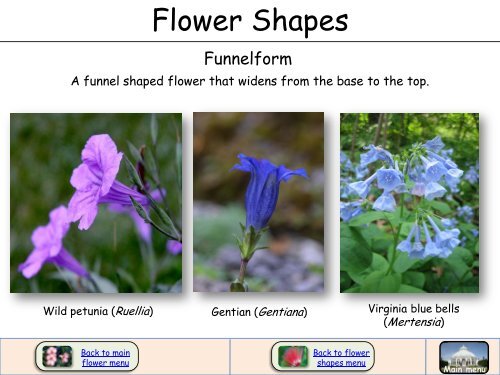 Flower Shapes