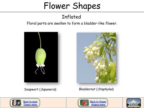 Flower Shapes