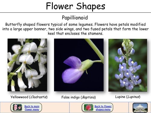 Flower Shapes