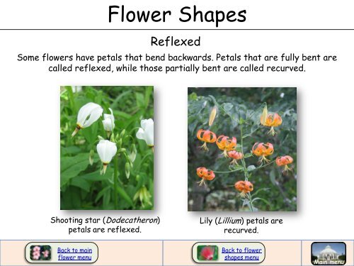 Flower Shapes