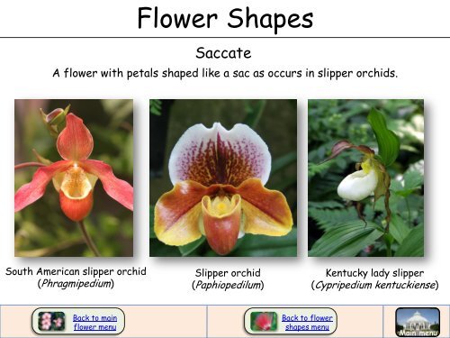 Flower Shapes