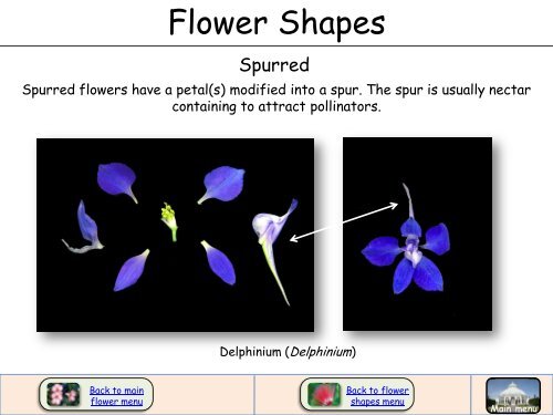 Flower Shapes