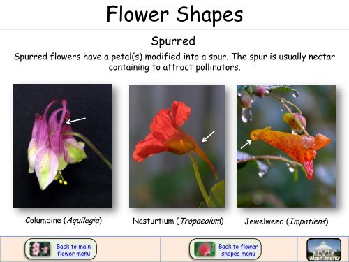 Flower Shapes