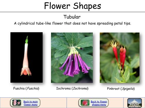 Flower Shapes