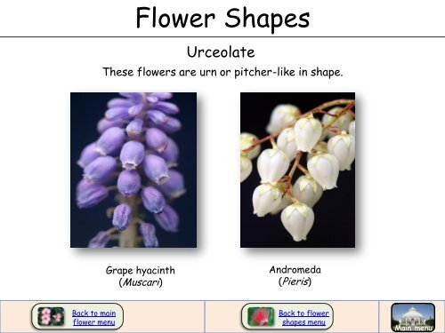 Flower Shapes