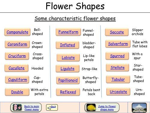 Flower Shapes