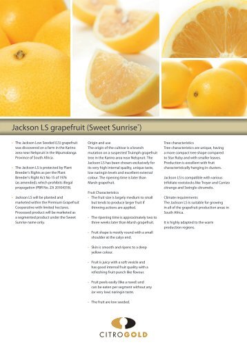 Jackson LS grapefruit (Sweet Sunrise®) - Citrogold