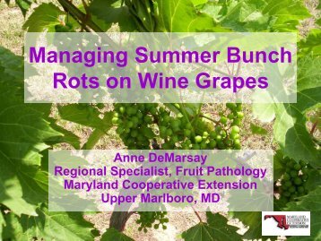 Managing Summer Bunch Rots - Maryland Grape and Fruit ...