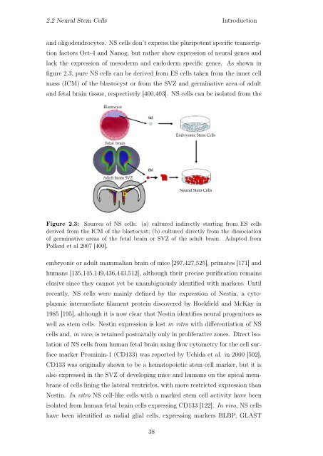 Transcriptional Characterization of Glioma Neural Stem Cells Diva ...