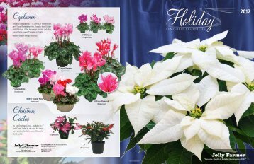 Holiday Catalog » Finished Poinsettias - Jolly Farmer