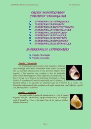 orden monotocardia suborden taenioglosa superfamilia littorinacea