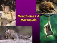 Order Monotremata & Order Marsupialia