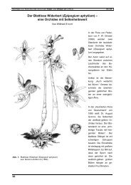 Der Blattlose Widerbart (Epipogium aphyllum) – eine Orchidee mit ...