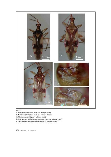 Two New Species of the Genus Mansoniella Poppius (Hemiptera ...