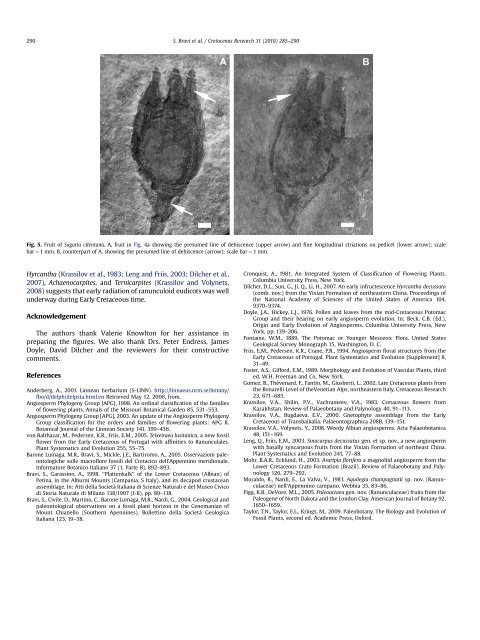 Sagaria cilentana gen. et sp. nov.-A New Angiosperm Fructification ...