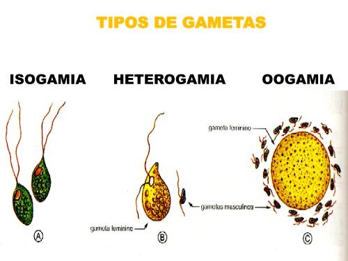 tipos de reprodução - Fabiano Biologia