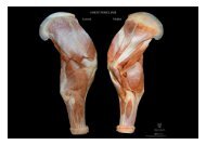 SHEEP FORELIMB Lateral Medial - Online Veterinary Anatomy ...