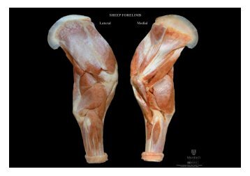SHEEP FORELIMB Lateral Medial - Online Veterinary Anatomy ...