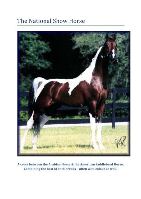 The National Show Horse - American Saddlebred Association UK