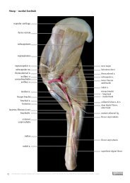 Sheep forelimb nerves and arteries - Online Veterinary Anatomy ...