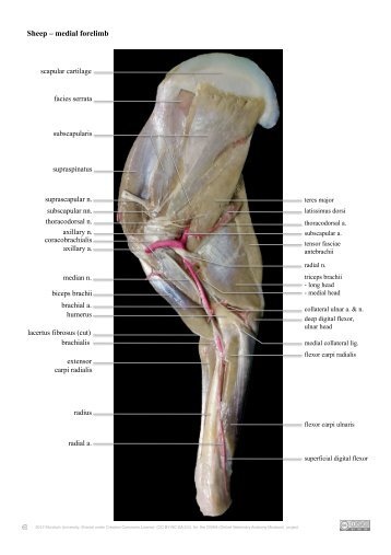 Sheep forelimb nerves and arteries - Online Veterinary Anatomy ...