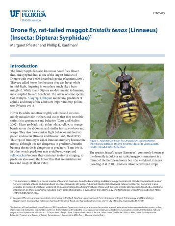 Drone fly, rat-tailed maggot Eristalis tenax - EDIS - University of Florida