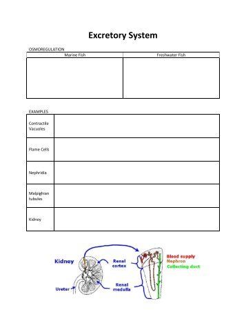 Act 7 Excretory System.pdf - GrizzBio