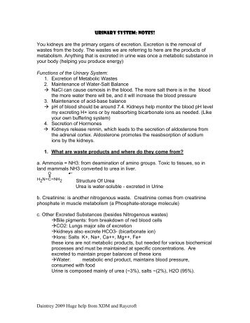 Urinary System Notes.pdf - MrsDaintreysOnlineClassroom