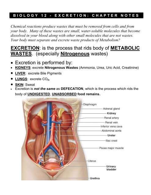 BIOLOGY 12 - EXCRETION: CHAPTER NOTES - Eckert