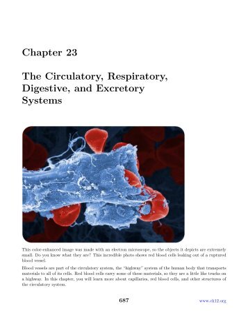 Chapter 23 The Circulatory, Respiratory, Digestive, and Excretory ...