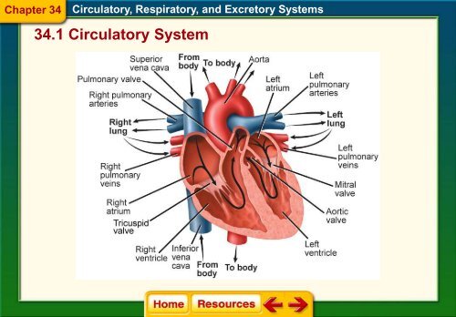 Chapter 34 The Circulatory Respiratory and Excretory Systems