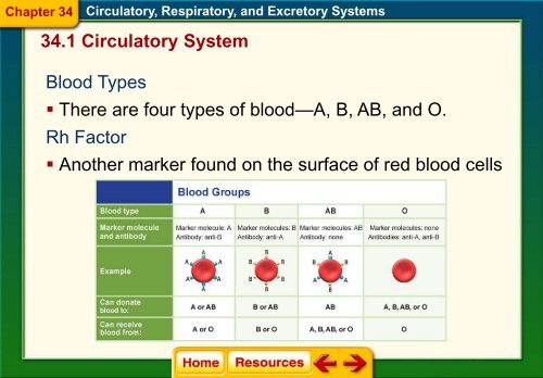 Chapter 34 The Circulatory Respiratory and Excretory Systems