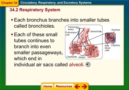 Chapter 34 The Circulatory Respiratory and Excretory Systems