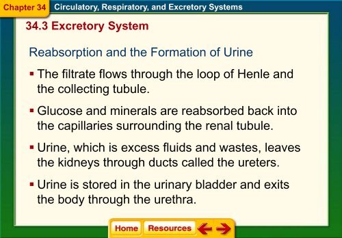 Chapter 34 The Circulatory Respiratory and Excretory Systems