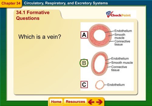 Chapter 34 The Circulatory Respiratory and Excretory Systems