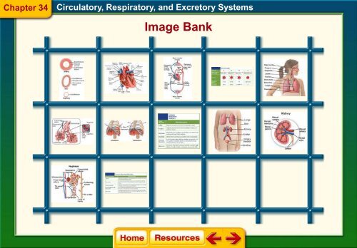 Chapter 34 The Circulatory Respiratory and Excretory Systems