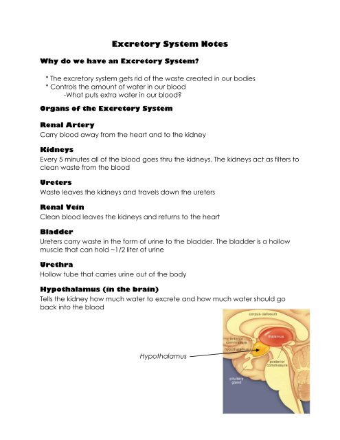 Excretory System Notes.pdf