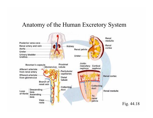 Anatomy of the Human Excretory System