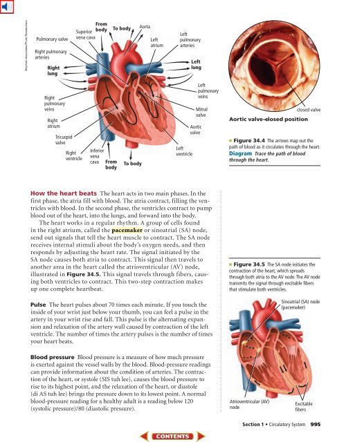 Chapter 34: Circulatory, Respiratory, and Excretory Systems