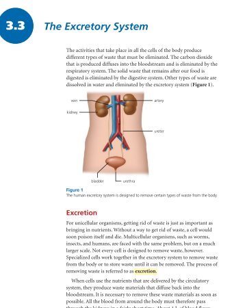 3.3 The Excretory System.pdf