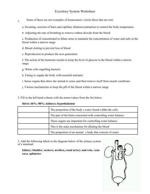 excretory-system-worksheet