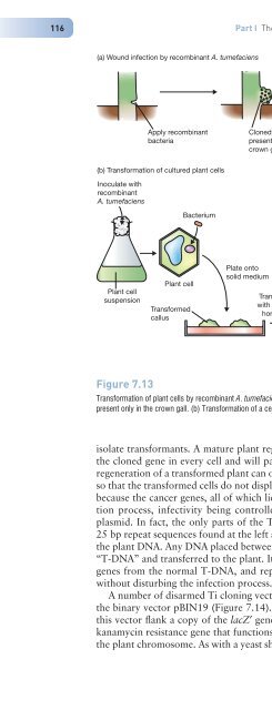 Gene Cloning and DNA Analysis: An Introduction, Sixth Edition ...