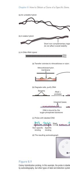 Gene Cloning and DNA Analysis: An Introduction, Sixth Edition ...