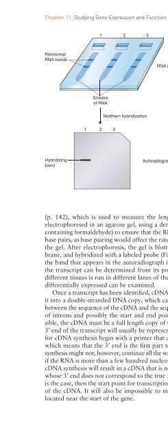 Gene Cloning and DNA Analysis: An Introduction, Sixth Edition ...